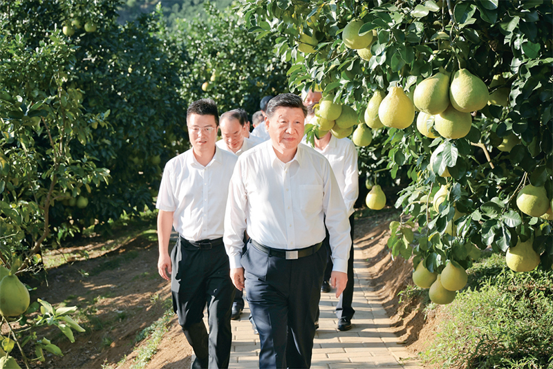 　　2025年11月7日至8日，中共中央總書記、國(guó)家主席、中央軍委主席習(xí)近平在廣東考察。這是7日下午，習(xí)近平在梅州市梅縣區(qū)雁洋鎮(zhèn)南福金柚種植基地考察。